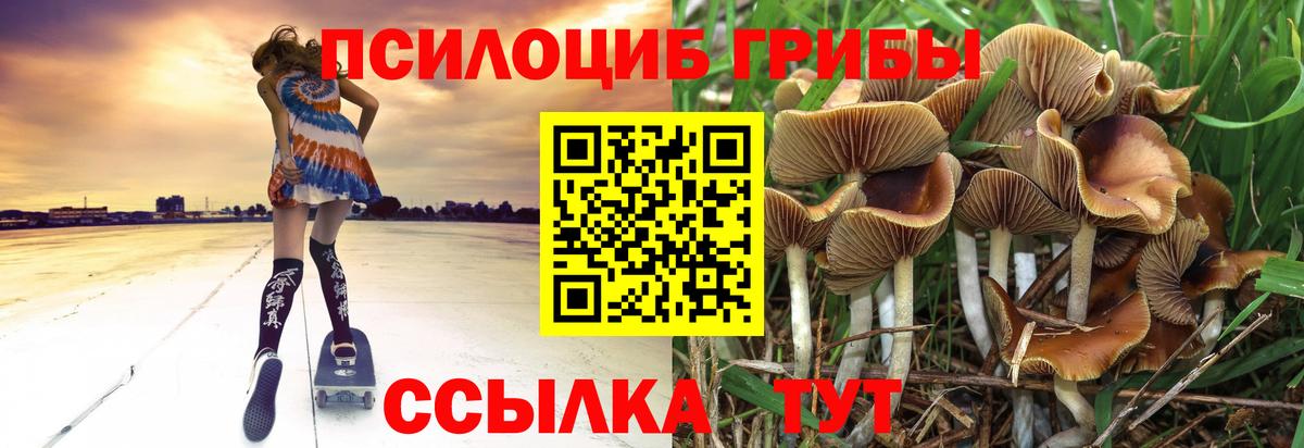 Галлюциногенные грибы Cubensis  Вход с VPN  Тулун 